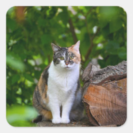 Katten Fyrkantigt Klistermärke