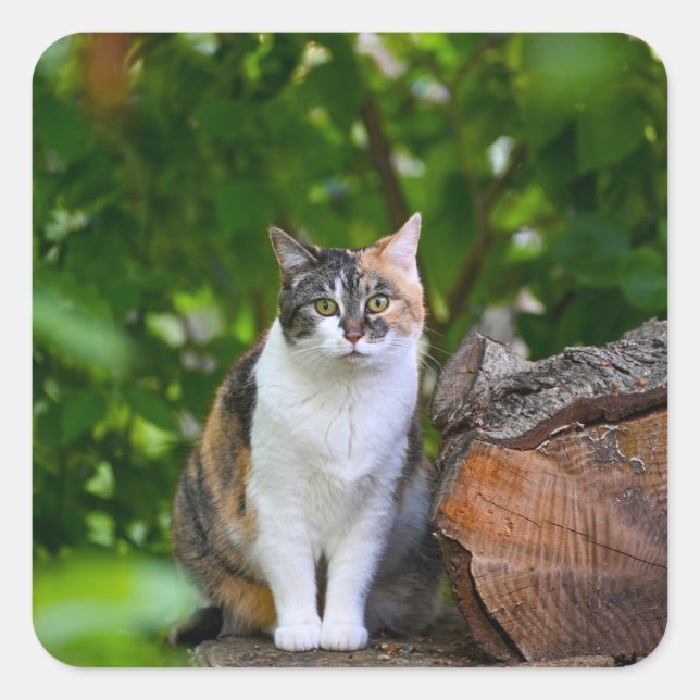 Katten Fyrkantigt Klistermärke (Framsida)