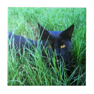 Katten i gräs belägger med tegel kakelplatta