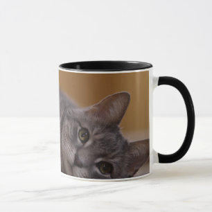 Katten i gulligt poserar att ljuga på golv mugg