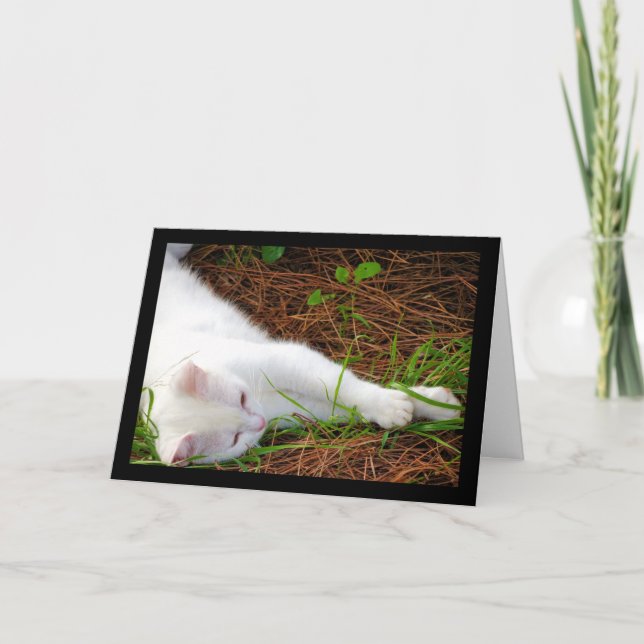 Katten i tallbarren kort (Framsida)