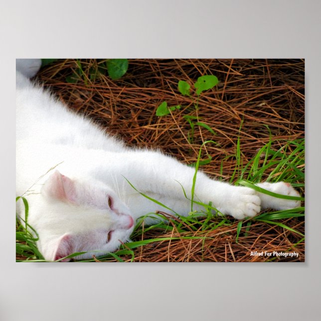 Katten i tallbarren poster (Framsidan)