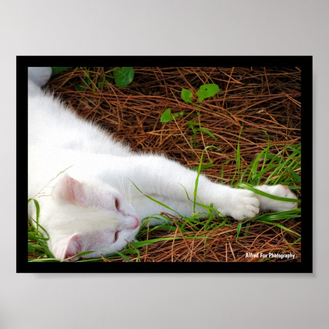 Katten i tallbarren poster (Framsidan)