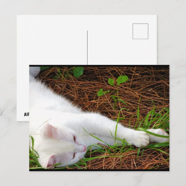 Katten i tallbarren vykort (Fram/baksida)
