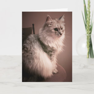 Katten jamar födelsedagkortet kort