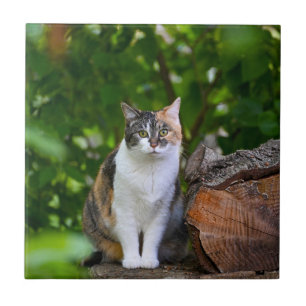 Katten kakelplatta