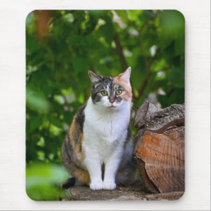 Katten     musmatta