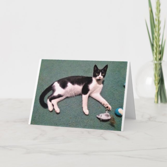 Katten noterar kort (Framsida)