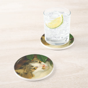 Katten och Camellia Underlägg