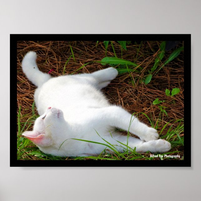 Katten och flugan poster (Framsidan)