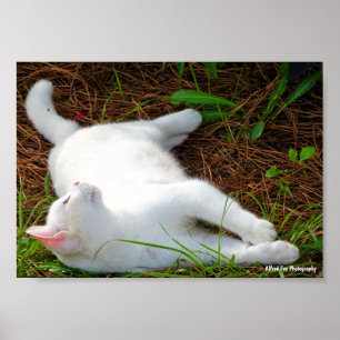Katten och flugan poster