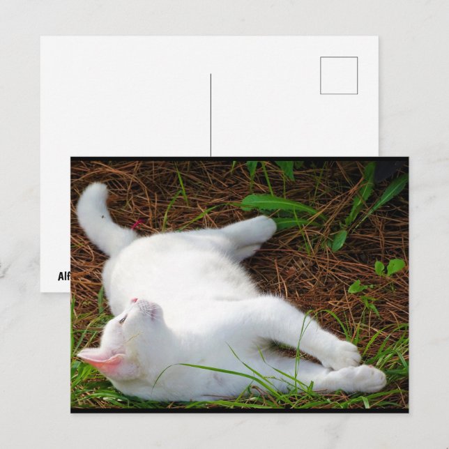 Katten och flugan vykort (Fram/baksida)