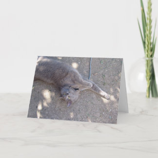 Katten önskar födelsedagtårtan! kort