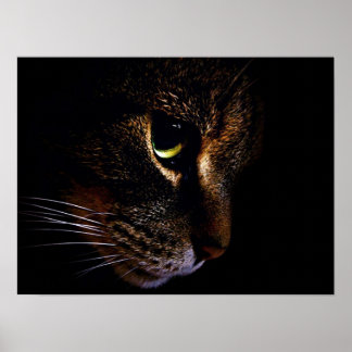 Katten Poster