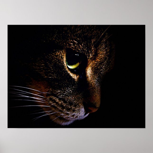 Katten Poster (Framsidan)