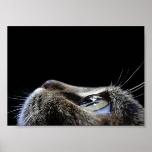 Katten profilerar affischen poster