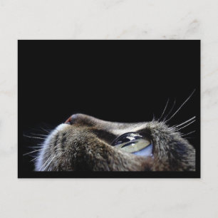 Katten profilerar vykortet vykort