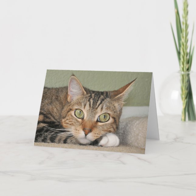 Katten som är tänkande av dig, card kort (Framsida)