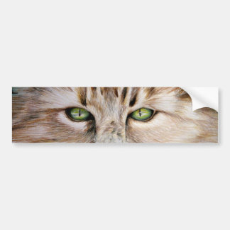 Katten synar bildekalet bildekal