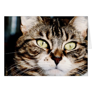 Katten synar Closeupkortet Hälsningskort