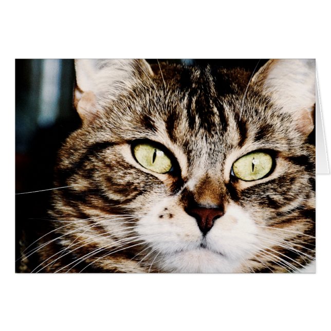 Katten synar Closeupkortet Hälsningskort (Framsidan Horizontal)
