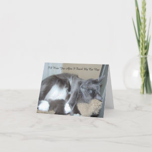 Katten ta sig en tupplur kortet kort