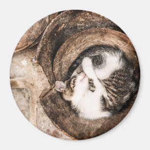 Katten ta sig en tupplur magnet
