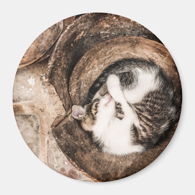 Katten ta sig en tupplur magnet (Framsidan)