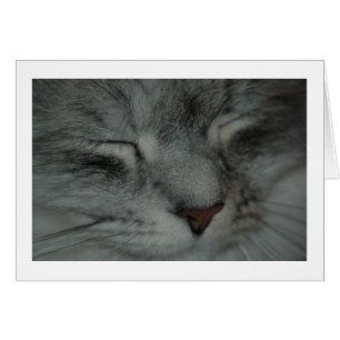 Katten ta sig en tupplur OBS kort