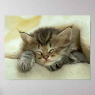 Katten ta sig en tupplur trycket poster