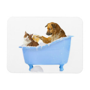 Katten tvättar magnet