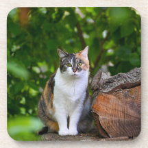 Katten