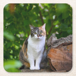 Katten Underlägg Papper Kvadrat