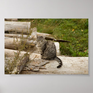 Katten väntar på dig - Poster