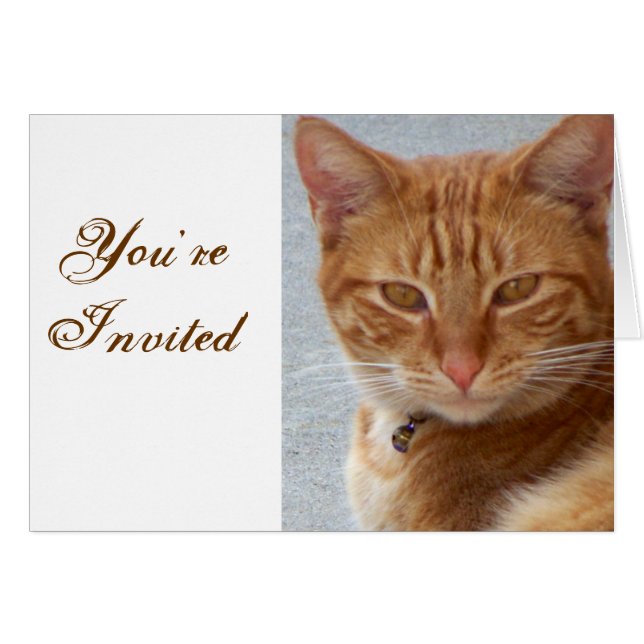 Kattens Älskare_ Hälsningskort (Framsidan Horizontal)