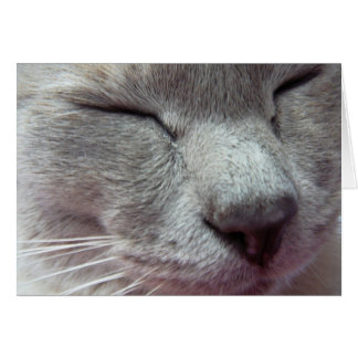 Kattens ansikte hälsningskort