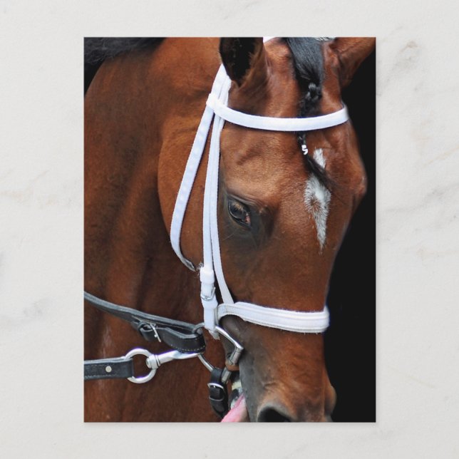 Kattens drottning av Kattens Joy Vykort (Framsida)