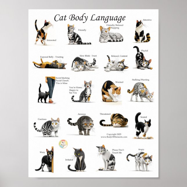 Kattens kroppsspråkskarta poster (Framsidan)