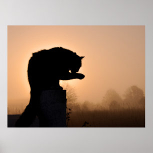 Kattens morgonbath poster