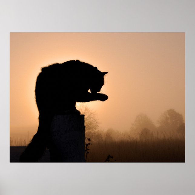 Kattens morgonbath poster (Framsidan)