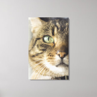 Kattens närhet (fokus på öga) canvastryck