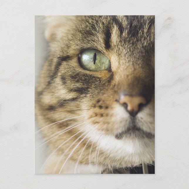 Kattens närhet (fokus på öga) vykort (Framsida)
