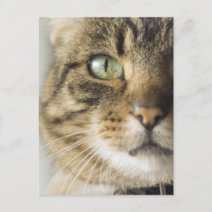 Kattens närhet (fokus på öga) vykort