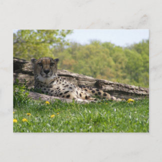 Kattens officiella tidning: Cheetah Vykort