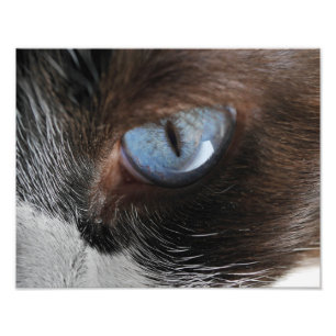 Kattens Öga Fototryck