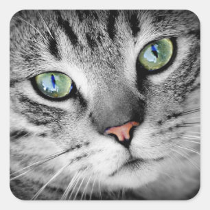 Kattens öga fyrkantigt klistermärke