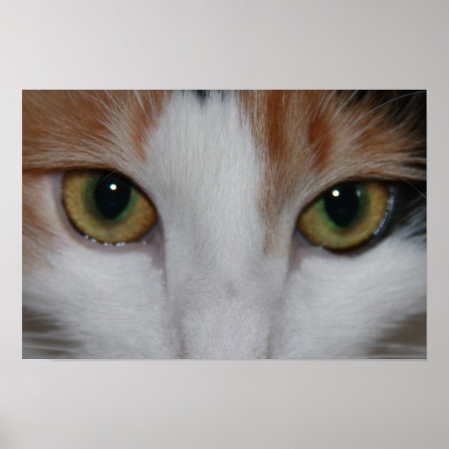 Kattens Öga Poster (Framsidan)