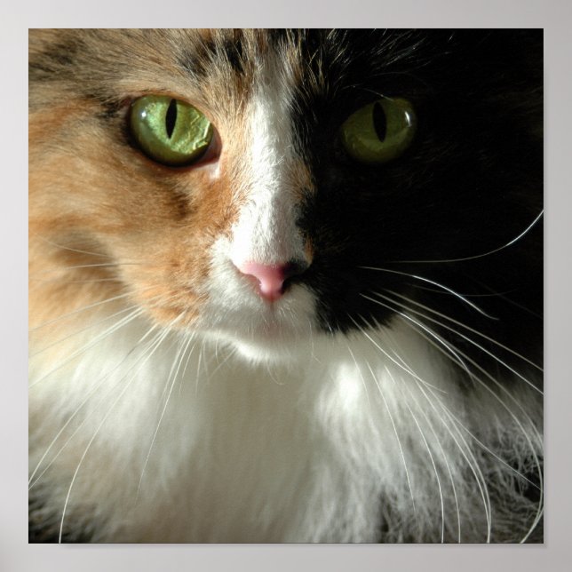 Kattens Ögon Poster (Framsidan)