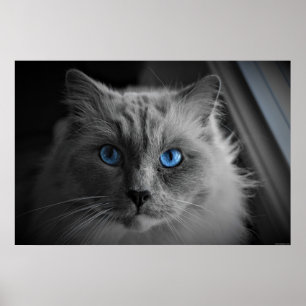 Kattens ögon, väggkonst