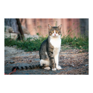 Kattens porträtt fototryck